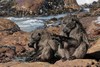 05 Chacma Baboons